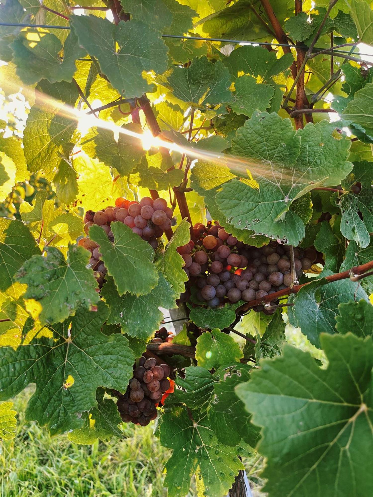 Schoenhof Im Weinviertel